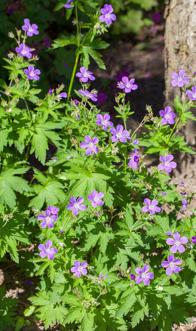 Geranium sylvaticum 'Mayflower'