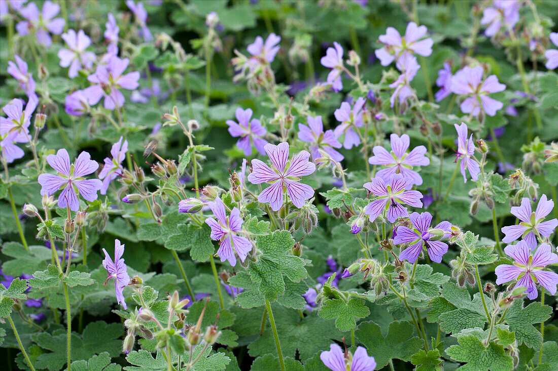 Geranium renardii