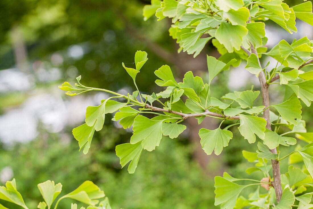 Ginkgo biloba 'Dr. Gerd Krüssmann'