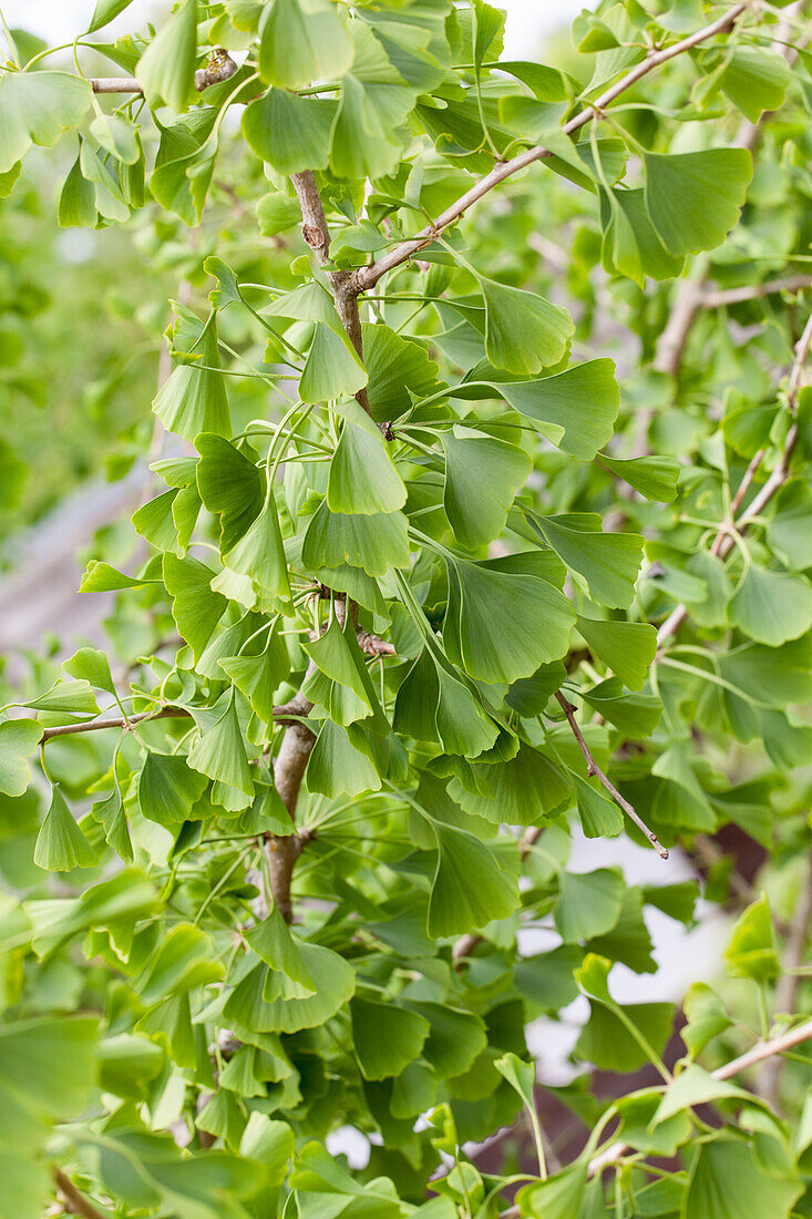 Ginkgo biloba 'Heksenbezem Leiden' (Heksenbezem Leiden)