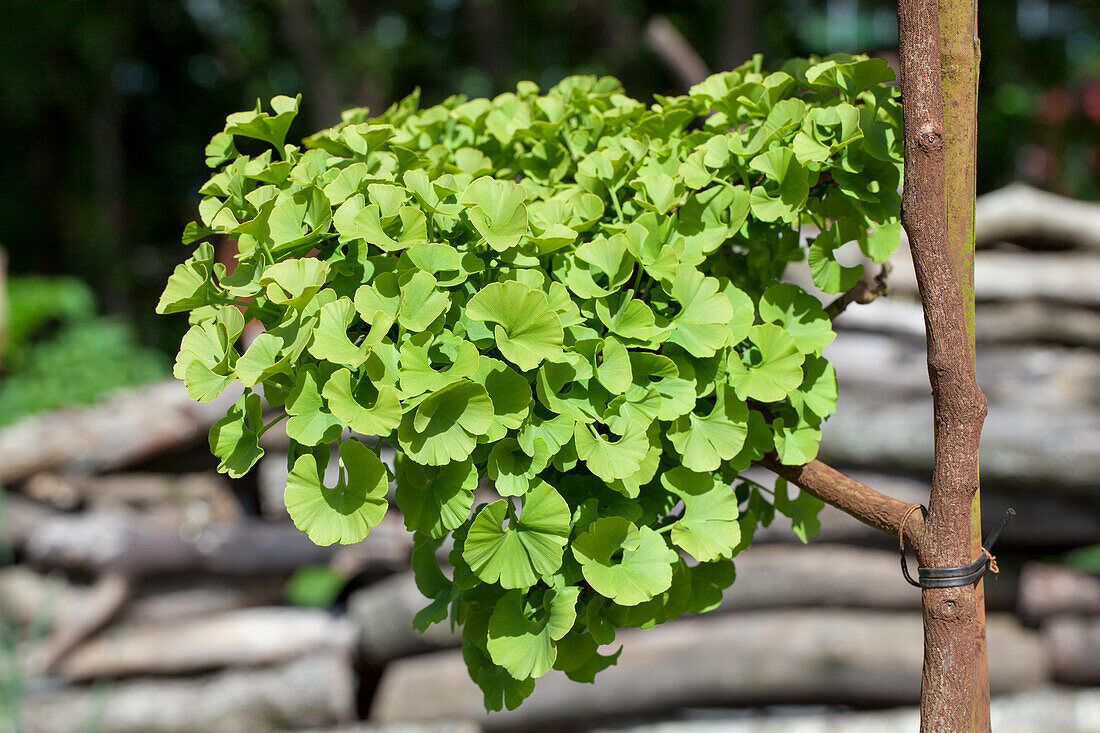 Ginkgo biloba Mariken