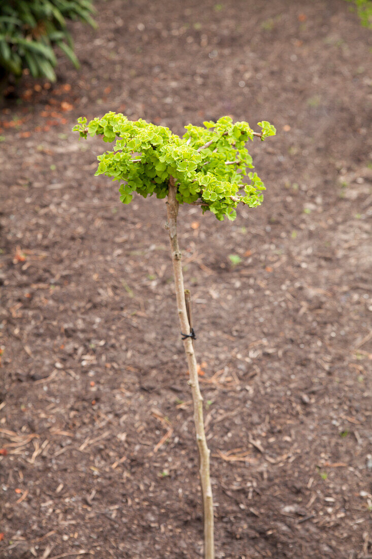 Ginkgo biloba 'Ompi'