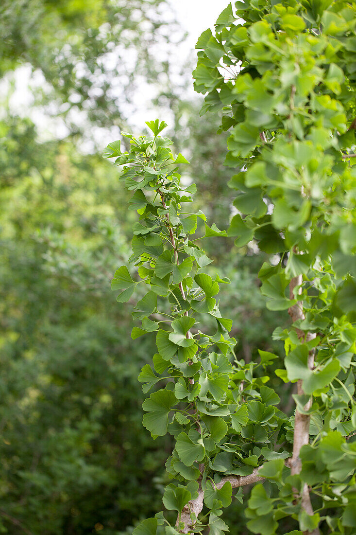 Ginkgo biloba 'Umbrella'