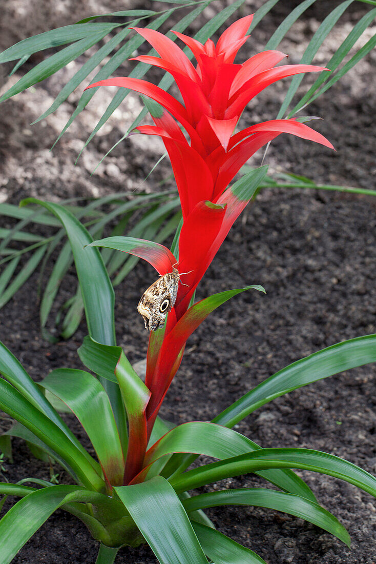 Guzmania, rot