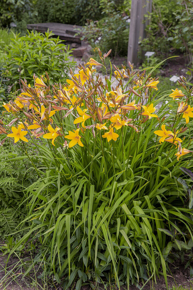 Hemerocallis 'Golden Chimes