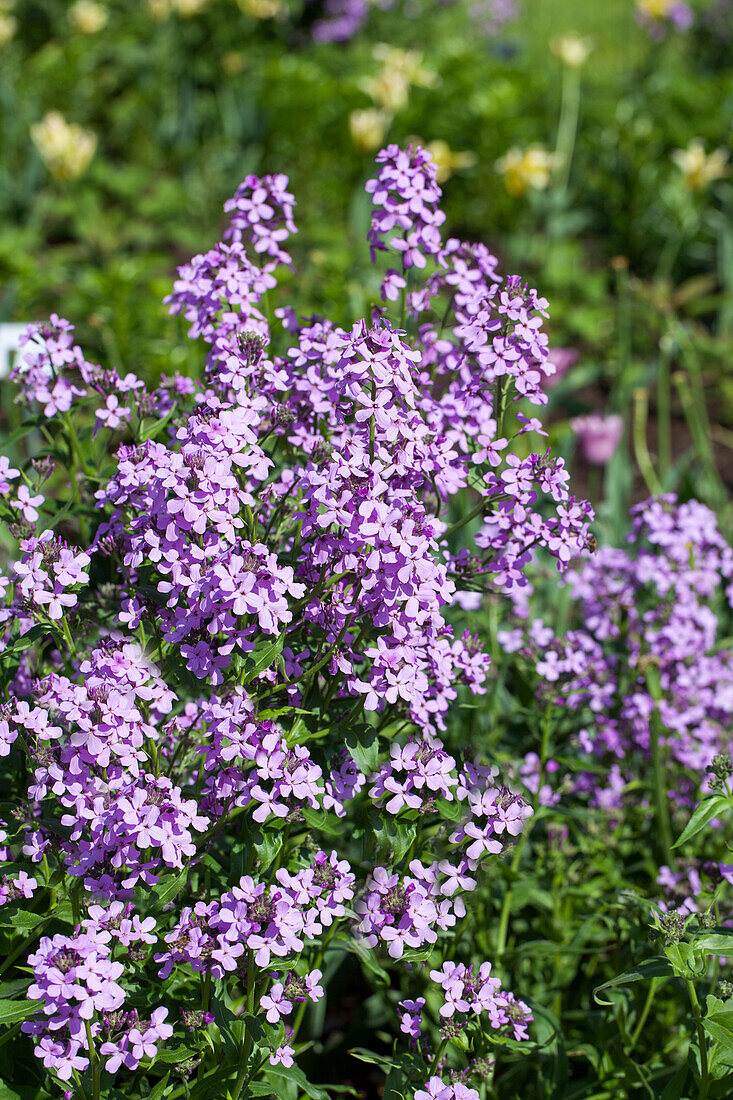 Hesperis matronalis