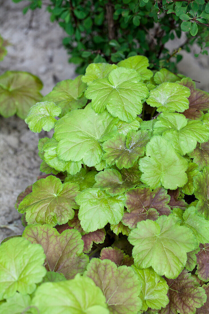 Heucherella 'Solar Power'