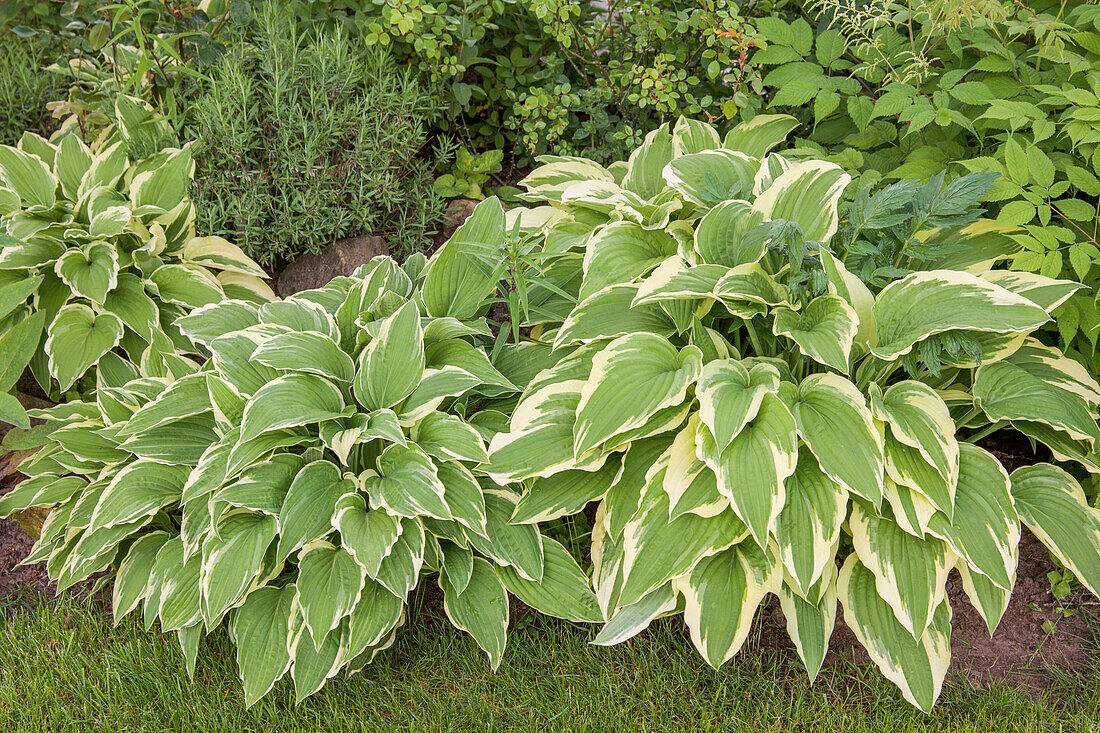 Hosta sieboldii