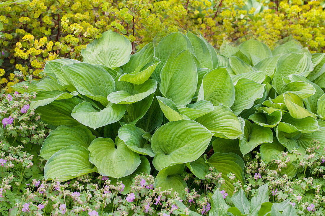 Hosta x fortunei