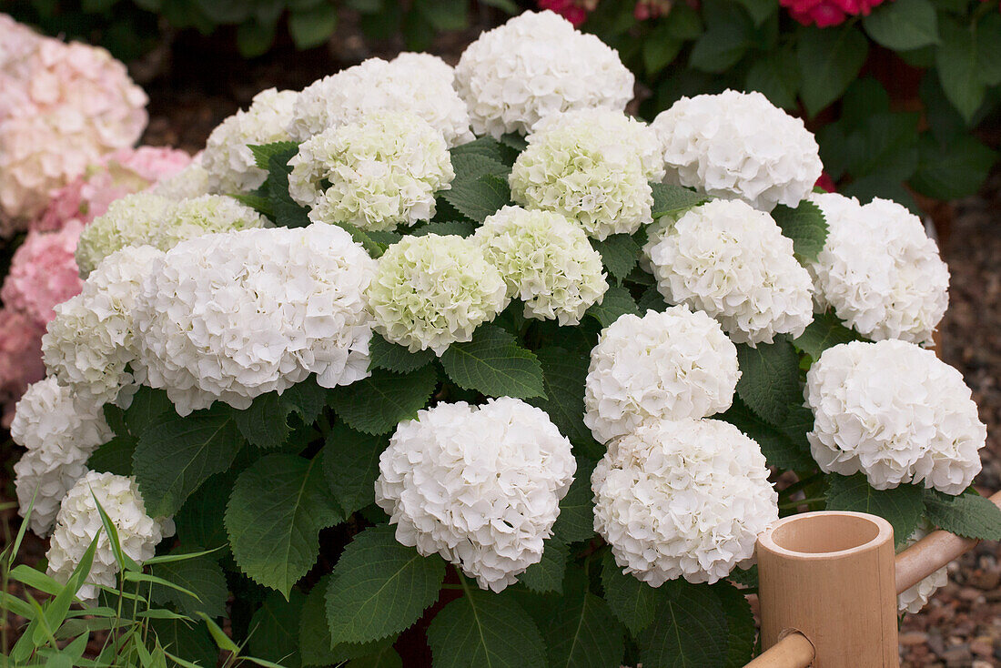 Hydrangea macrophylla 'Wudu'