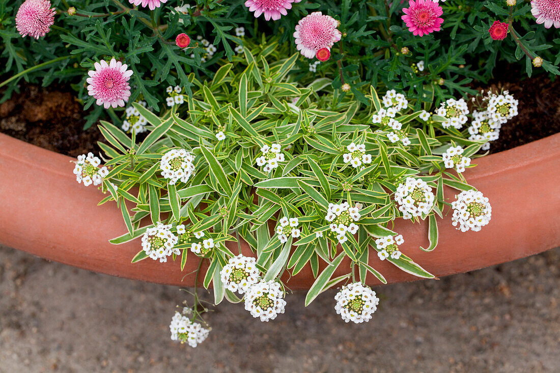 Iberis sempervirens