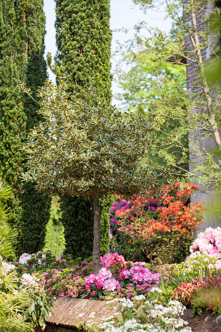 Ilex aquifolium 'Golden van Tol', strain