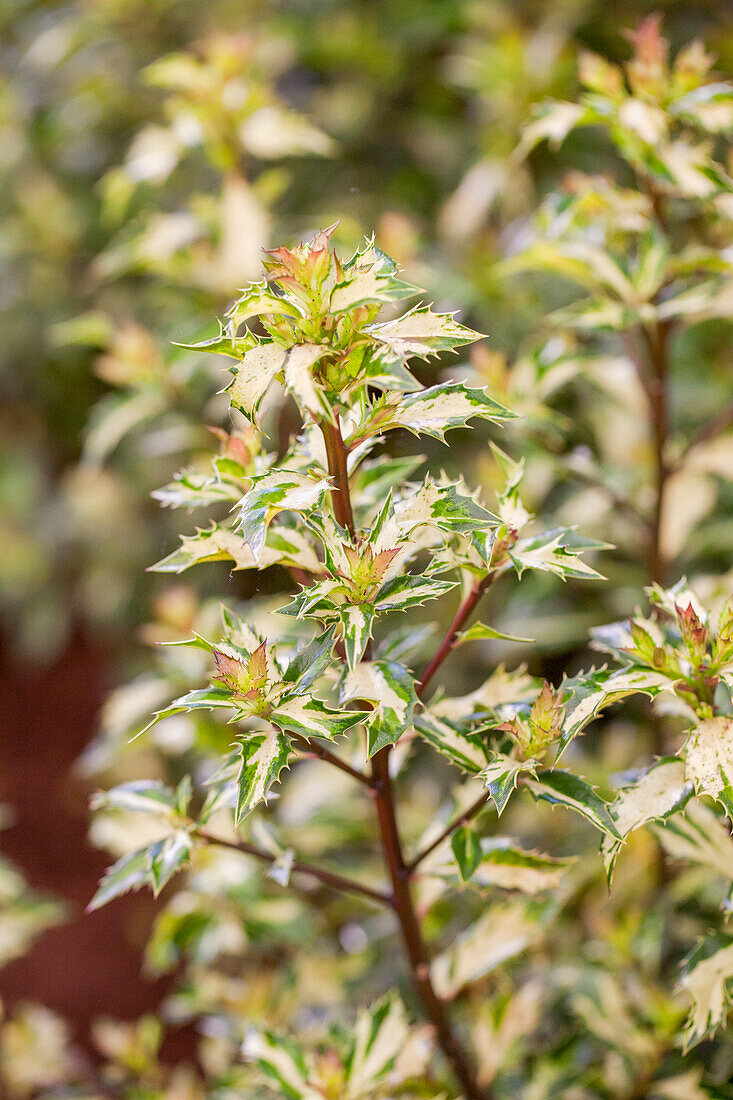 Ilex aquifolium 'White Cream' specimen