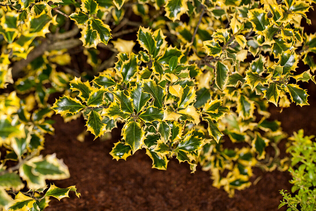 Ilex meserveae Golden Angel