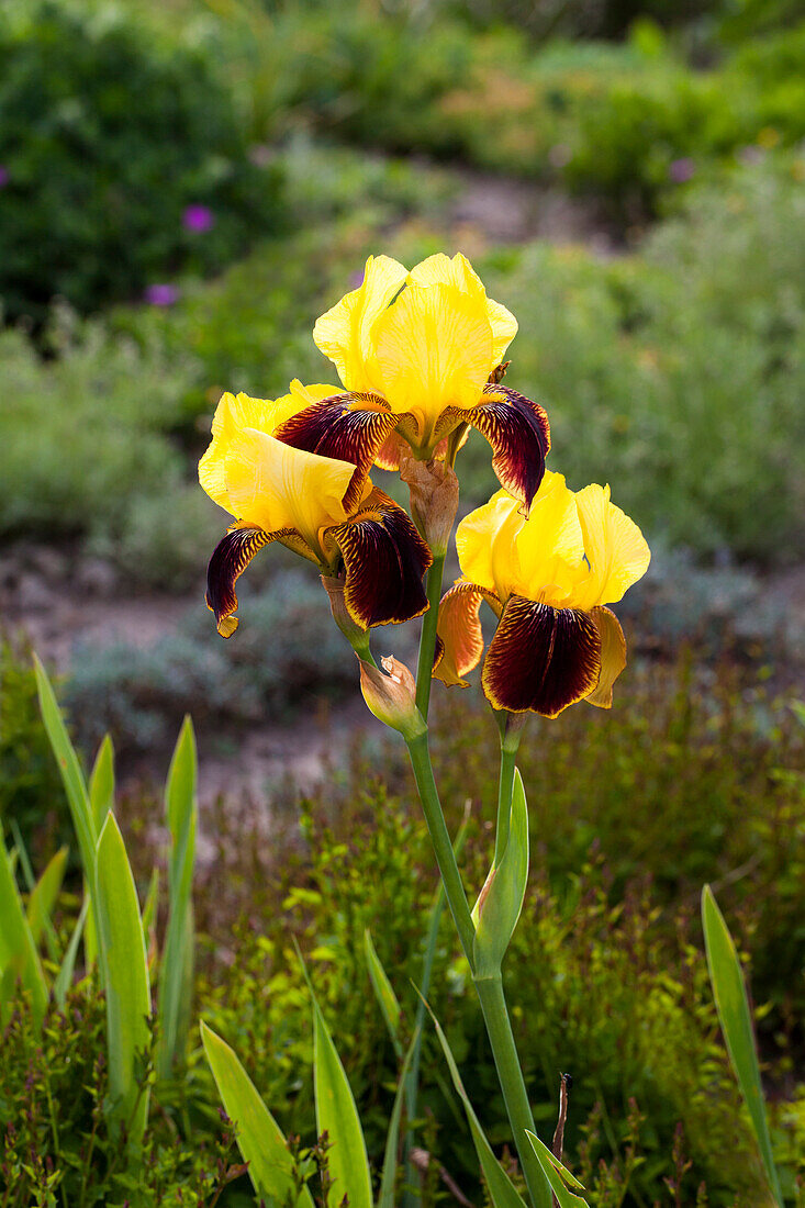 Iris x germanica 'Ola Kala