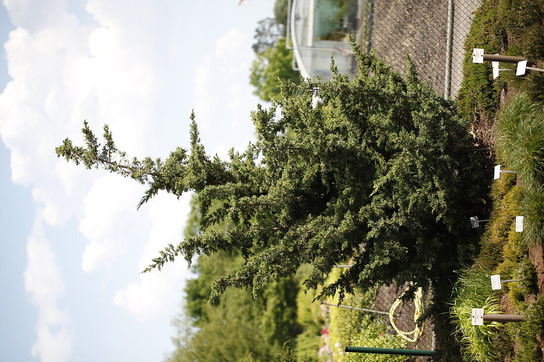 Juniperus chinensis 'Olympia'