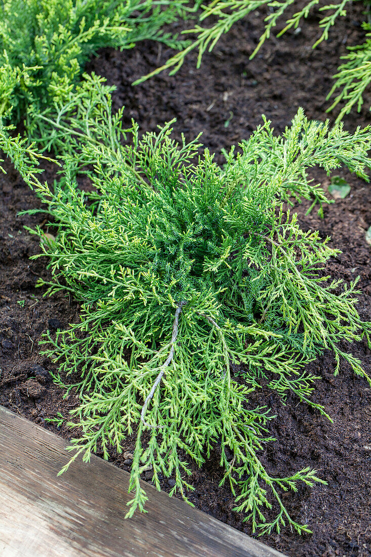 Juniperus chinensis 'Old Gold'