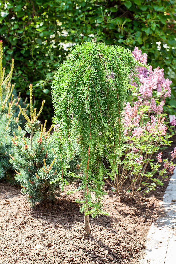 Larix kaempferi 'Stiff Weeper', Stamm