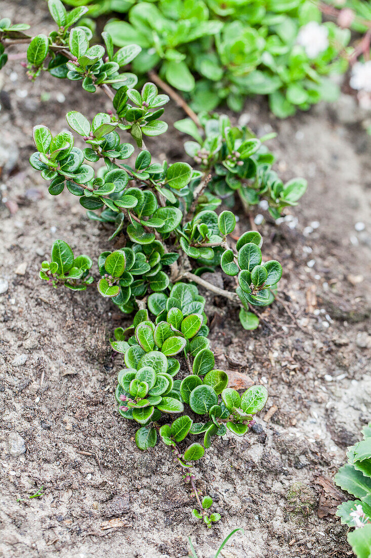 Lonicera crassifolia