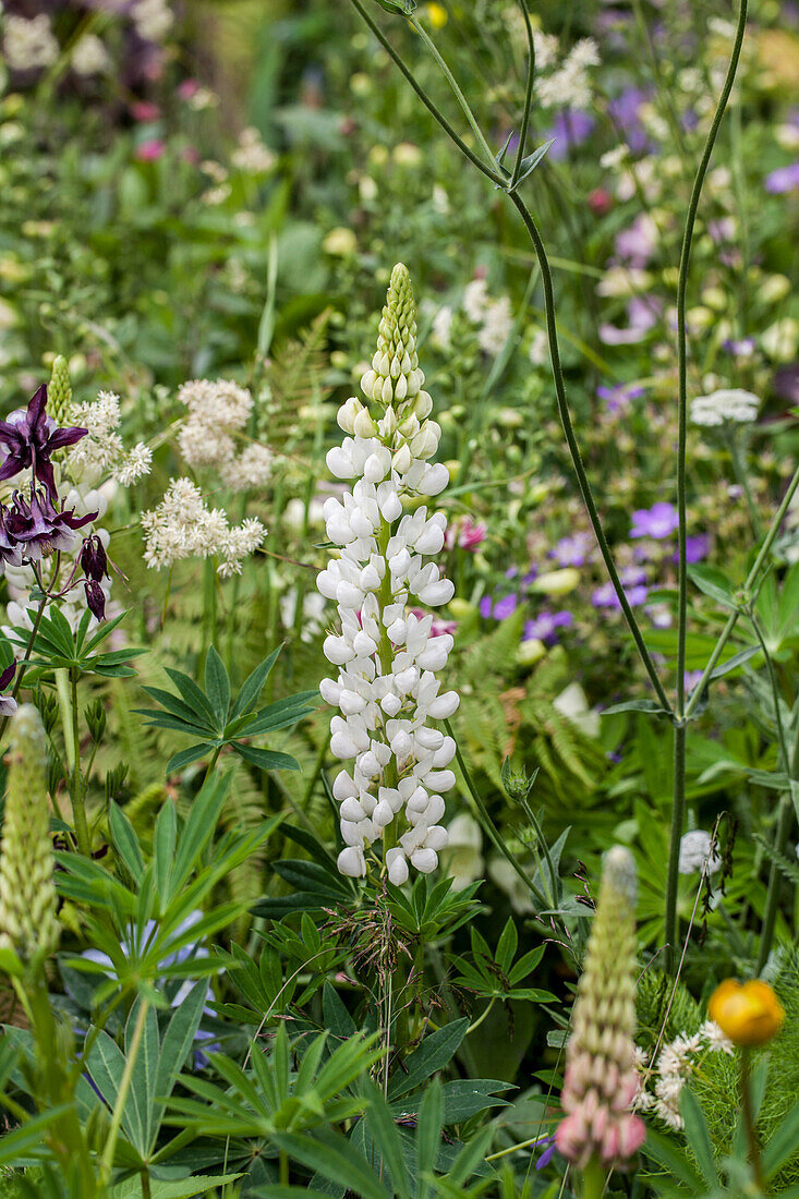 Lupinus polyphyllus