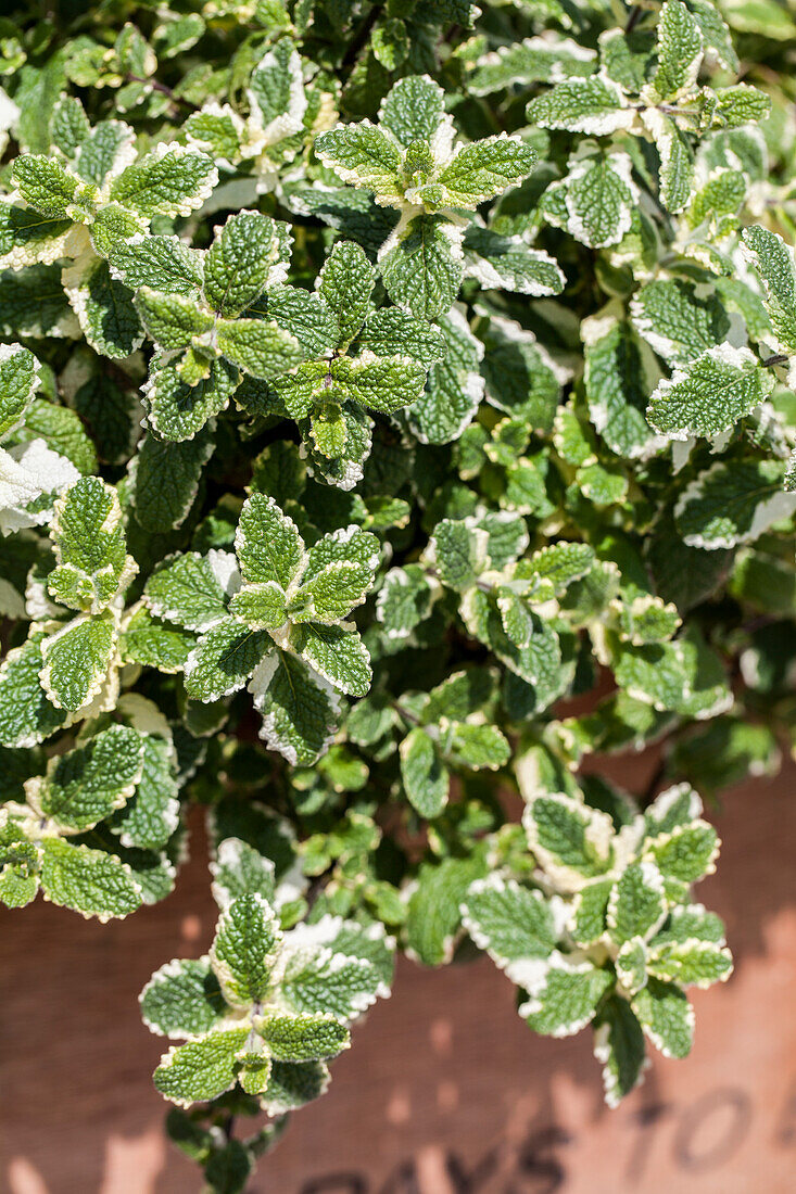 Mentha arvensis ssp. haplocalyx