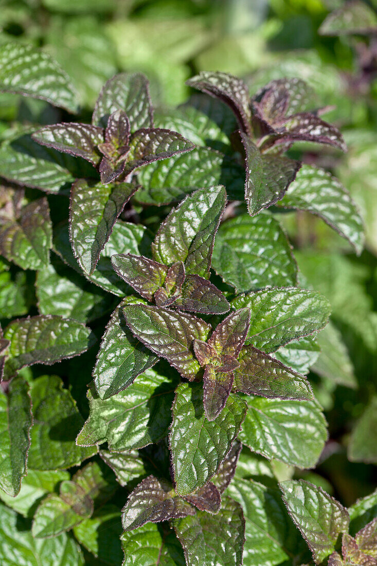 Mentha spicata var. crispa 'Marokko'