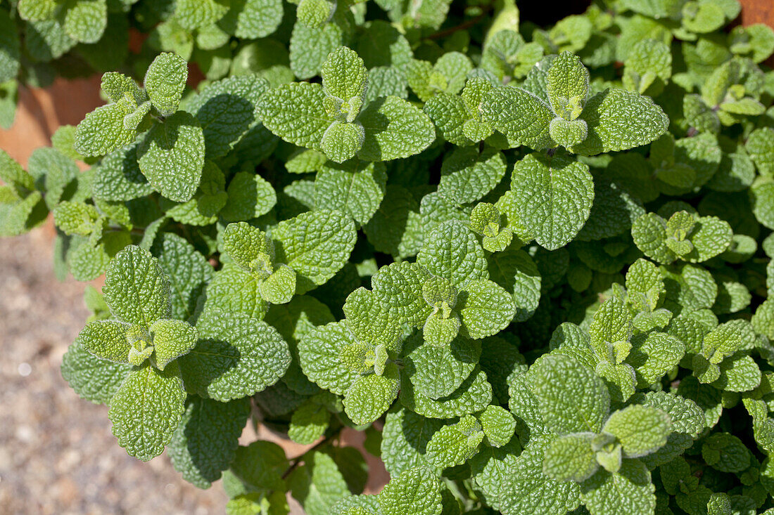 Mentha suaveolens