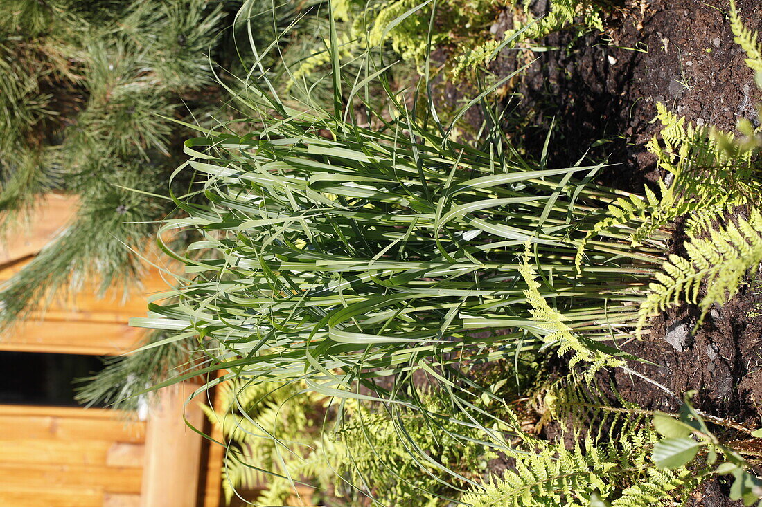 Miscanthus sinensis