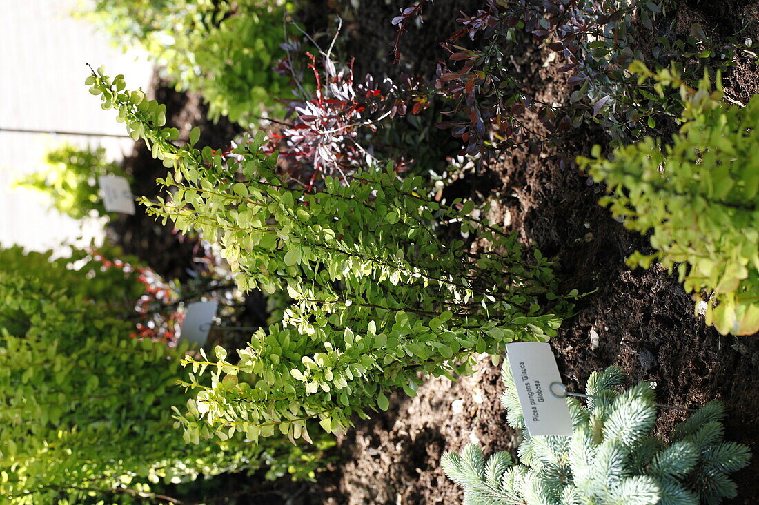 Berberis thunbergii 'Diabolicum