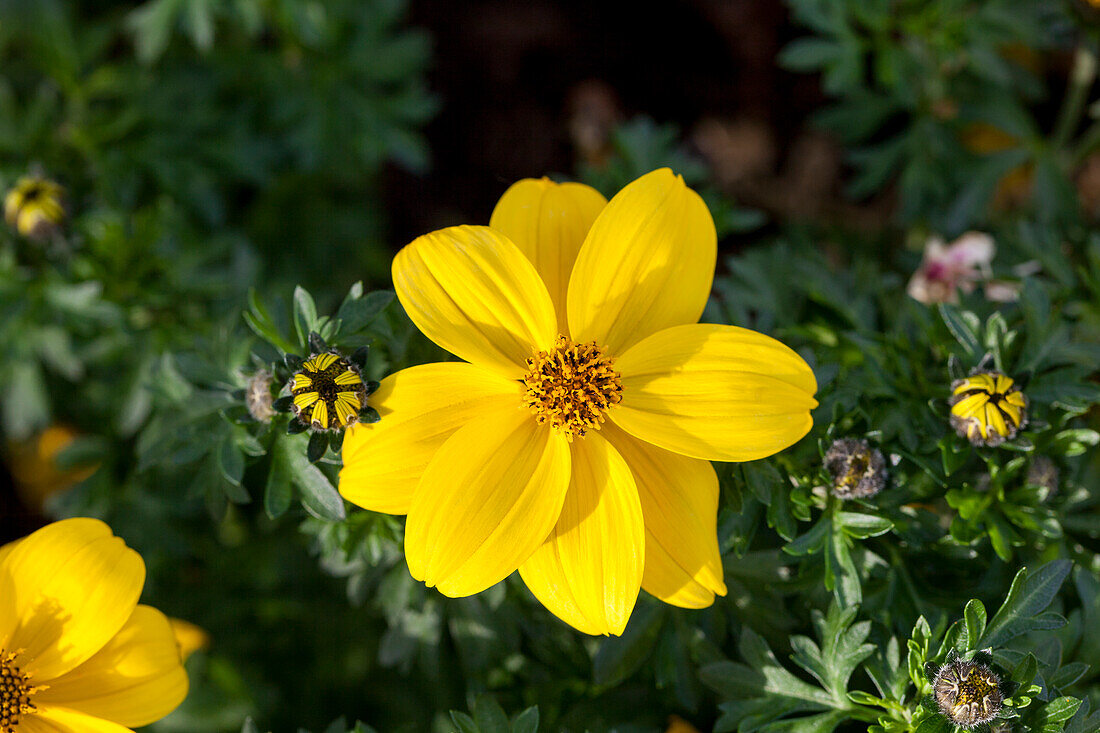 Bidens ferulifolia 'Sir Francis'