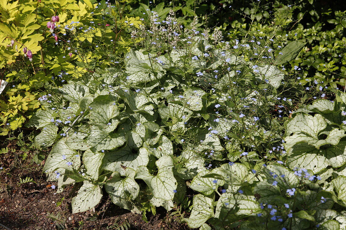 Brunnera macrophylla 'Jack Frost'(s)