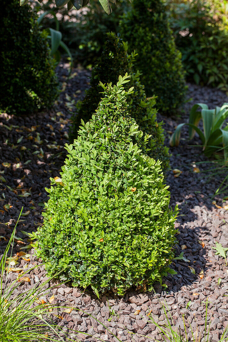 Buxus sempervirens var. arborescens, … – License image – 14030031 Image ...