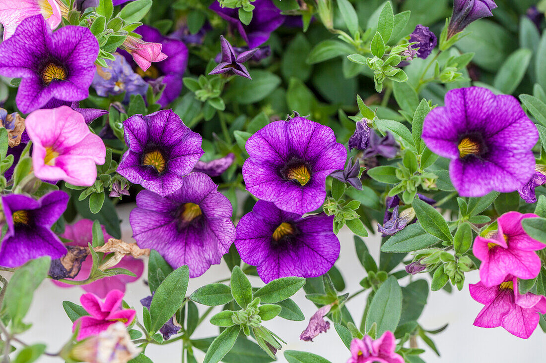 Calibrachoa 'Confetti'