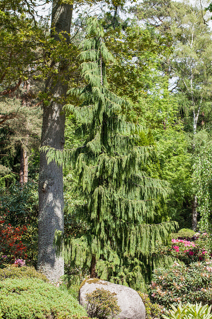 Chamaecyparis nootkatensis 'Pendula'