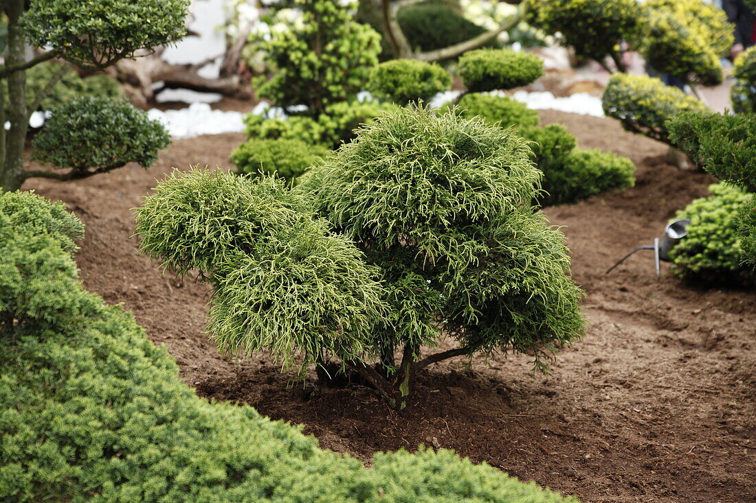 Chamaecyparis pisifera 'Filifera Nana', Bonsai