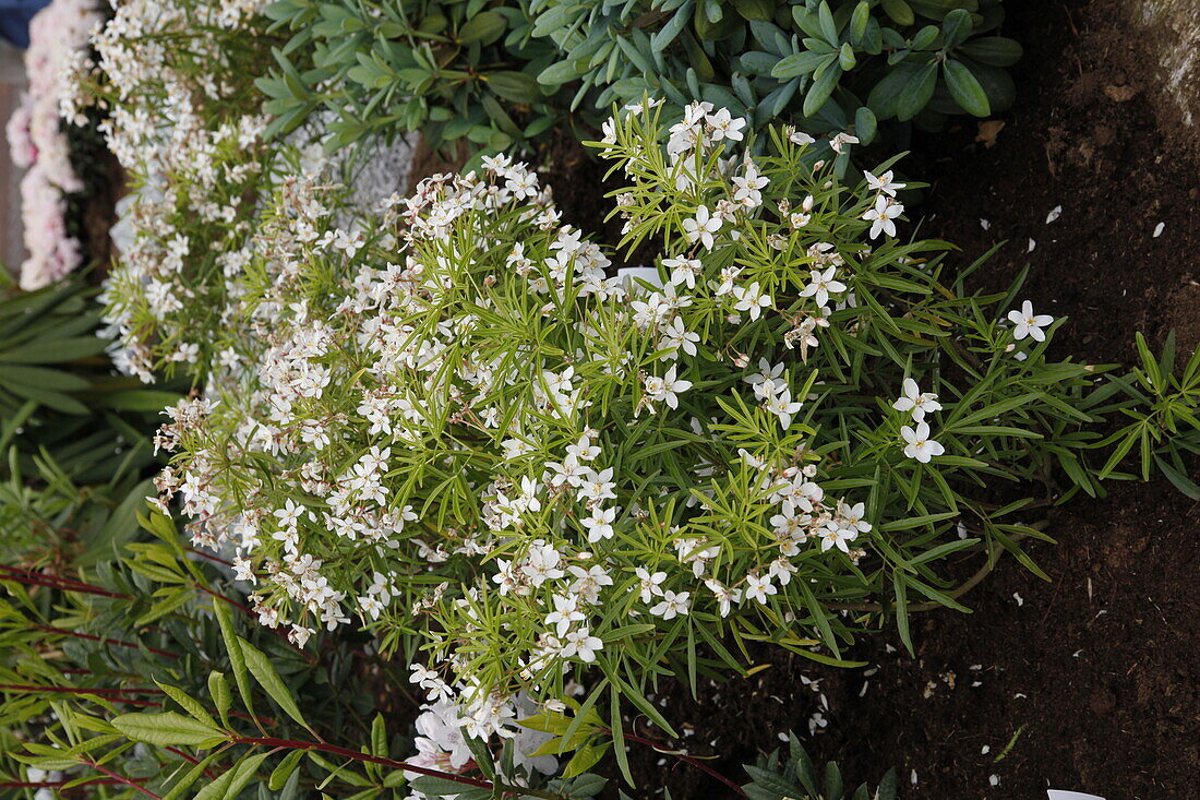 Choisya ternata 'Aztec Pearl'