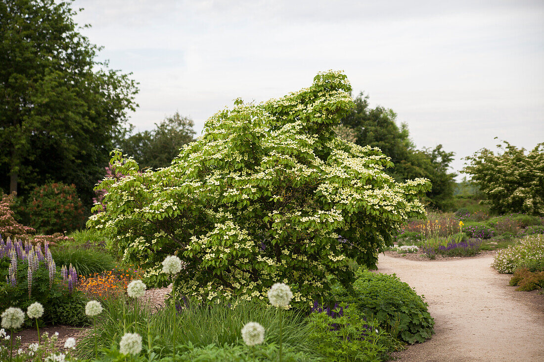 Cornus kousa chinensis 'China Girl'