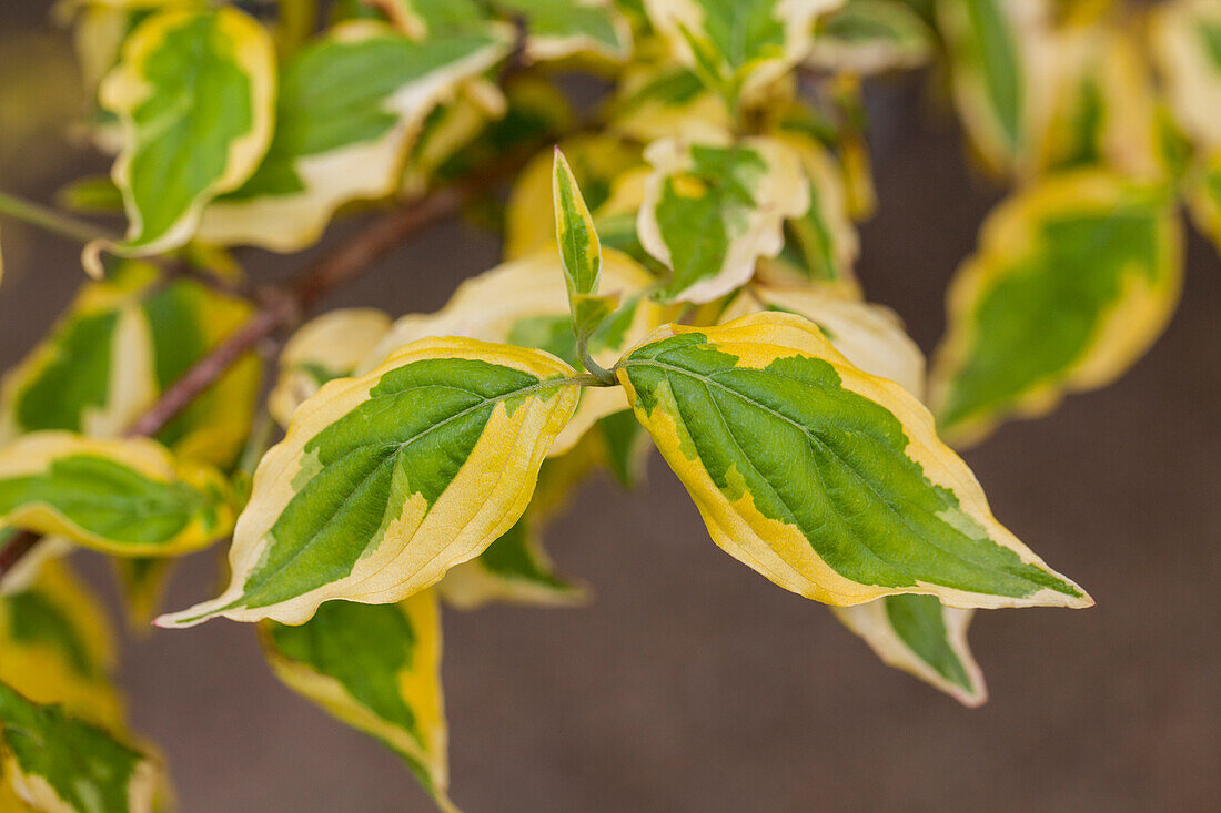 Cornus mas 'Tricolor