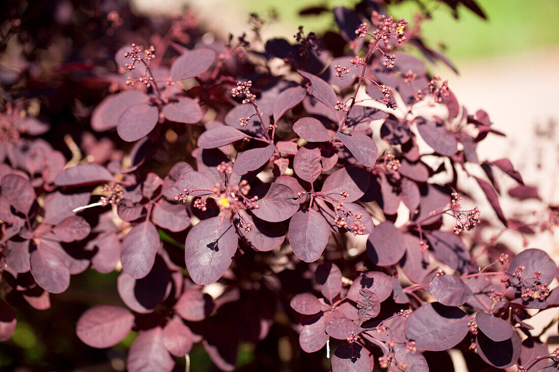 Cotinus coggygria 'Royal Purple'