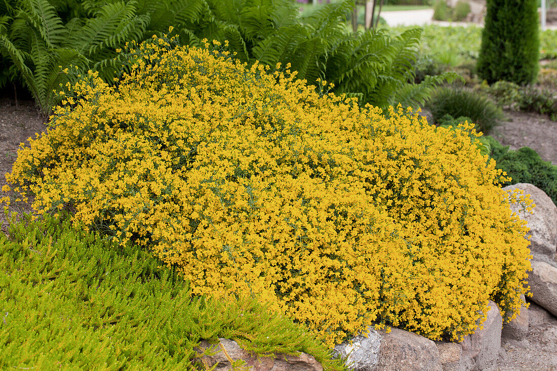 Cytisus x beanii