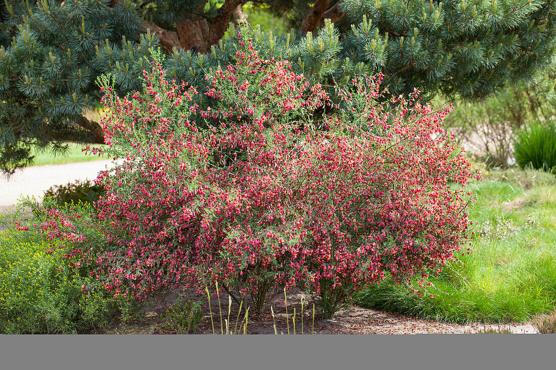 Cytisus scoparius