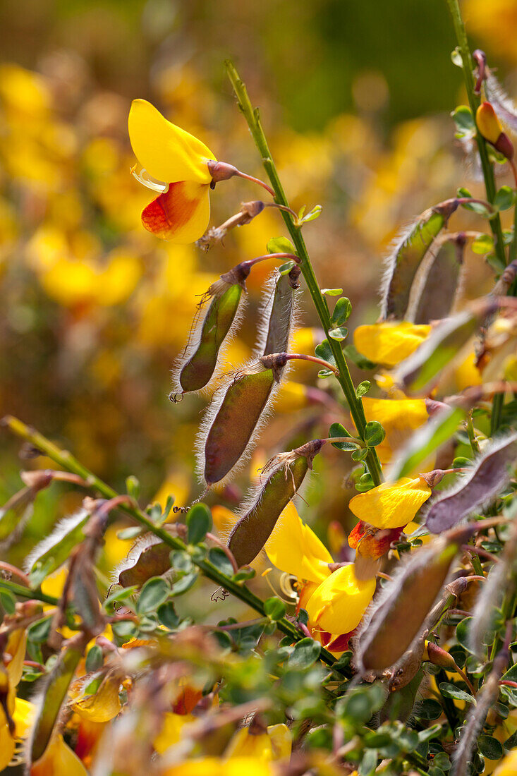 Cytisus scoparius