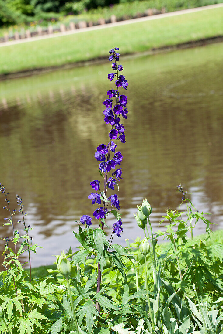 Delphinium x elatum