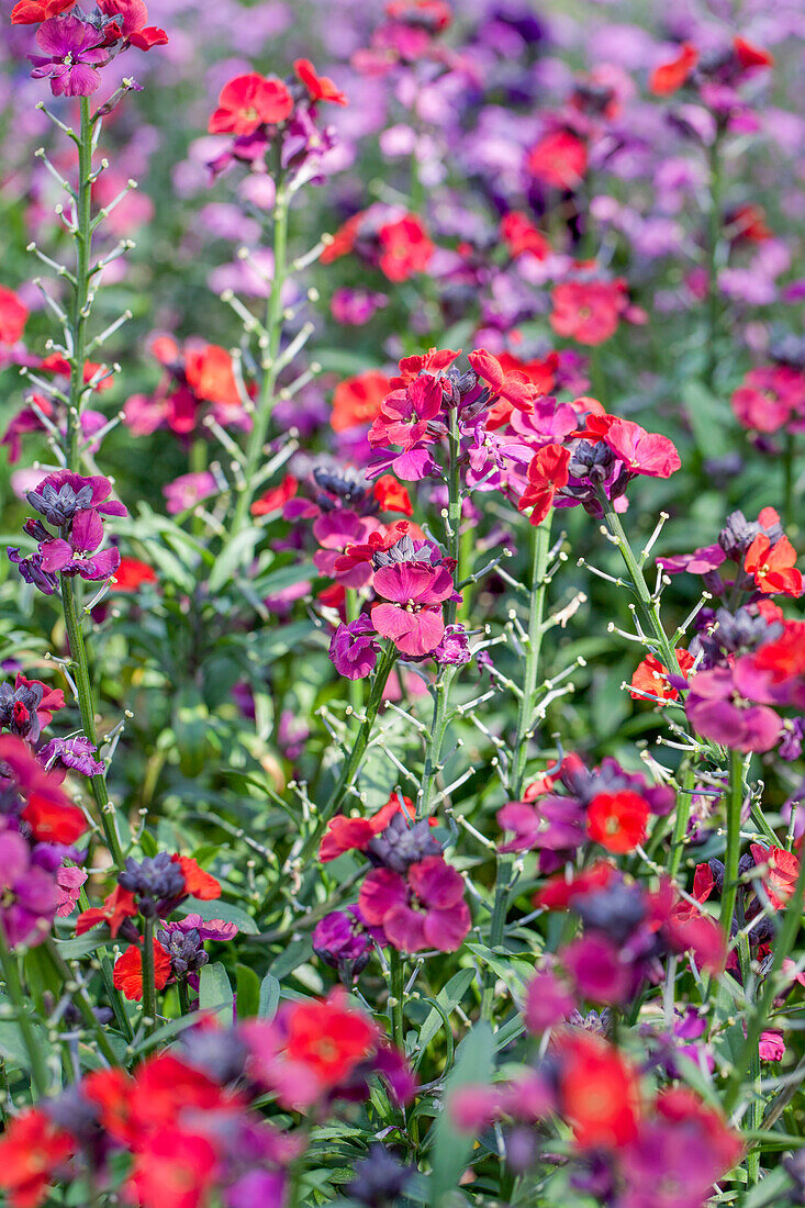 Erysimum cheiri