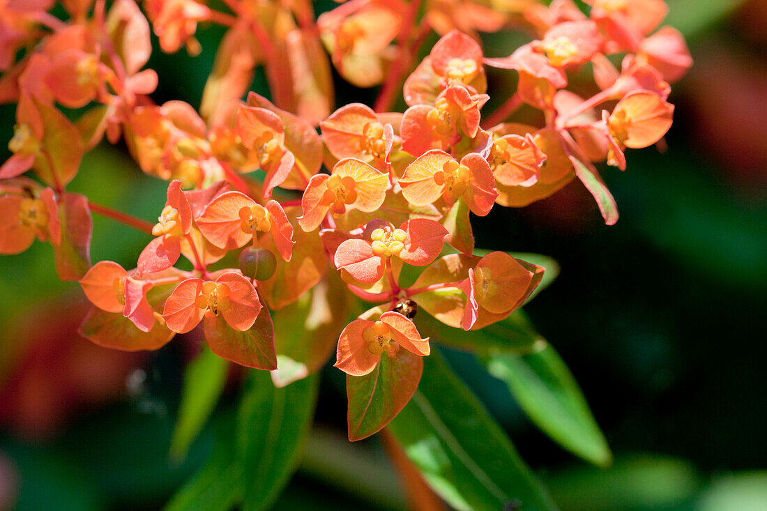 Euphorbia amygdaloides 'Purpurea