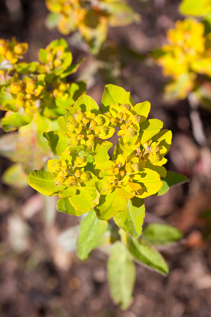 Euphorbia polychroma