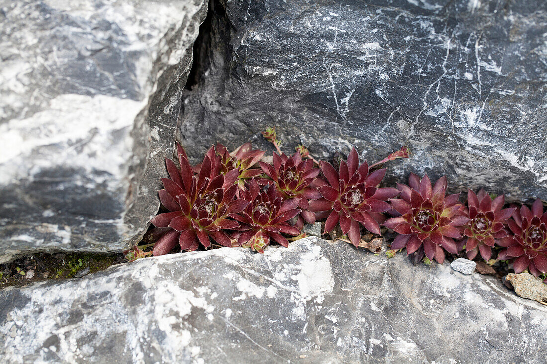 Succulent ducks