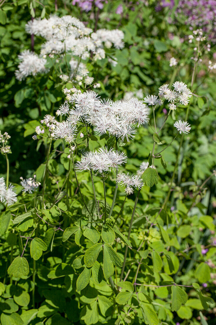 Thalictrum aquilegifolium