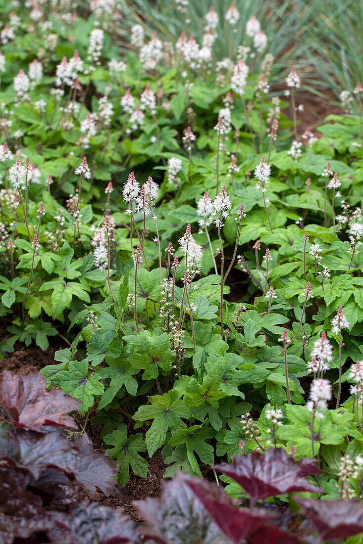 Tiarella laciniata 'Spring Symphony'