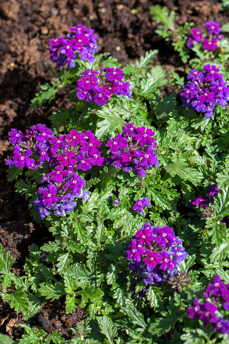 Verbena hybrid